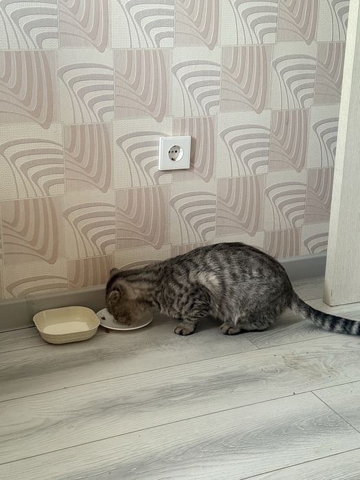 Отдам котенка бесплатно