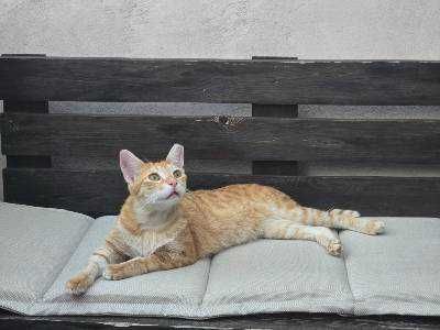 Коте Лъчко отново търси дом