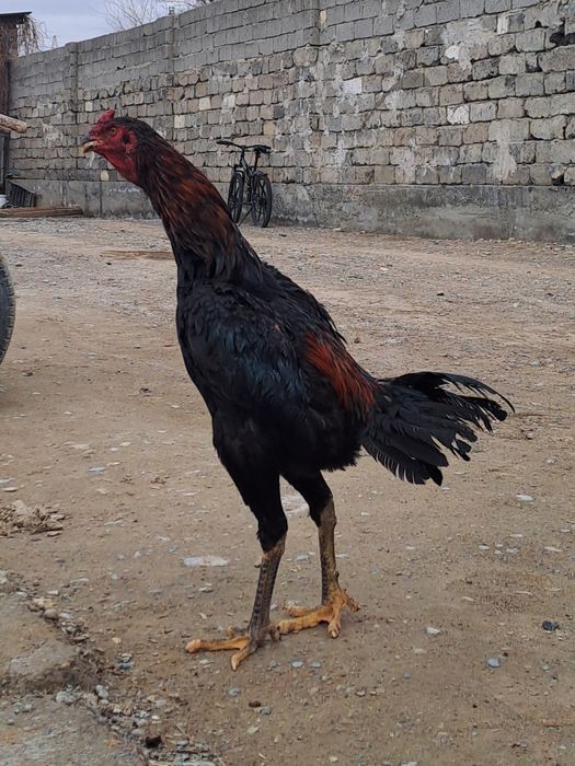 Бойцовский дакан