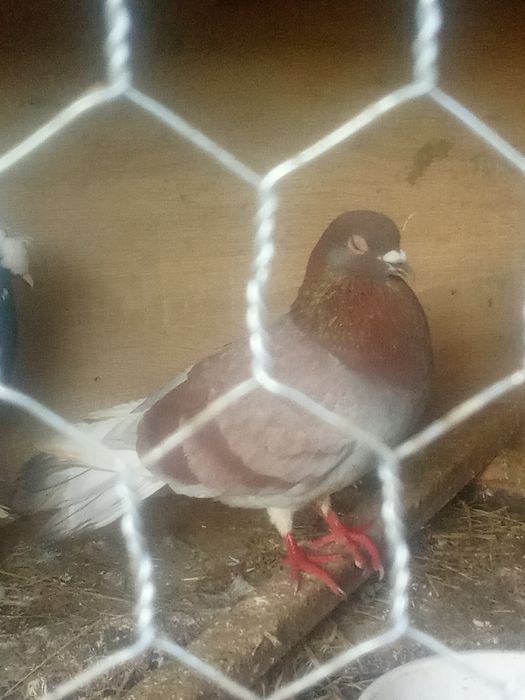 Vând pereche buna de gălățeni buni pe zbor și jocuri