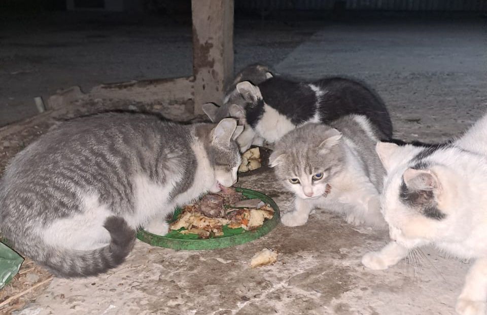 мысықтар котята тегін