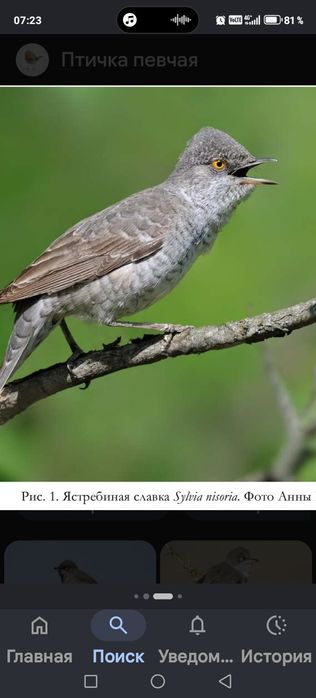 Продам птицу певчую