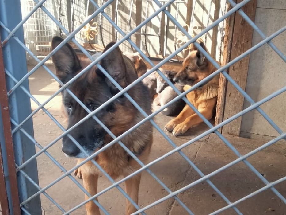 Продам щенки немецкой овчарки