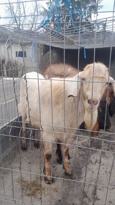 Vand Țap Anglo-Nubian