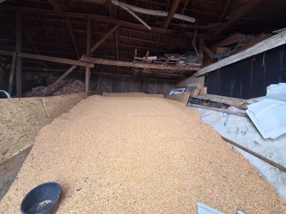 Vand porumb semi-sticloase 1 leu kg