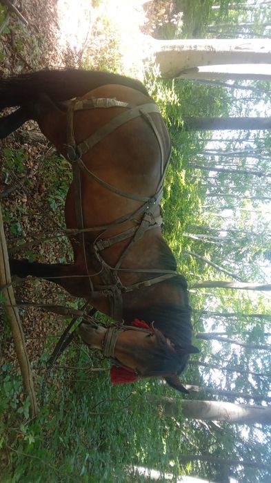 Cal de vânzare Prahova