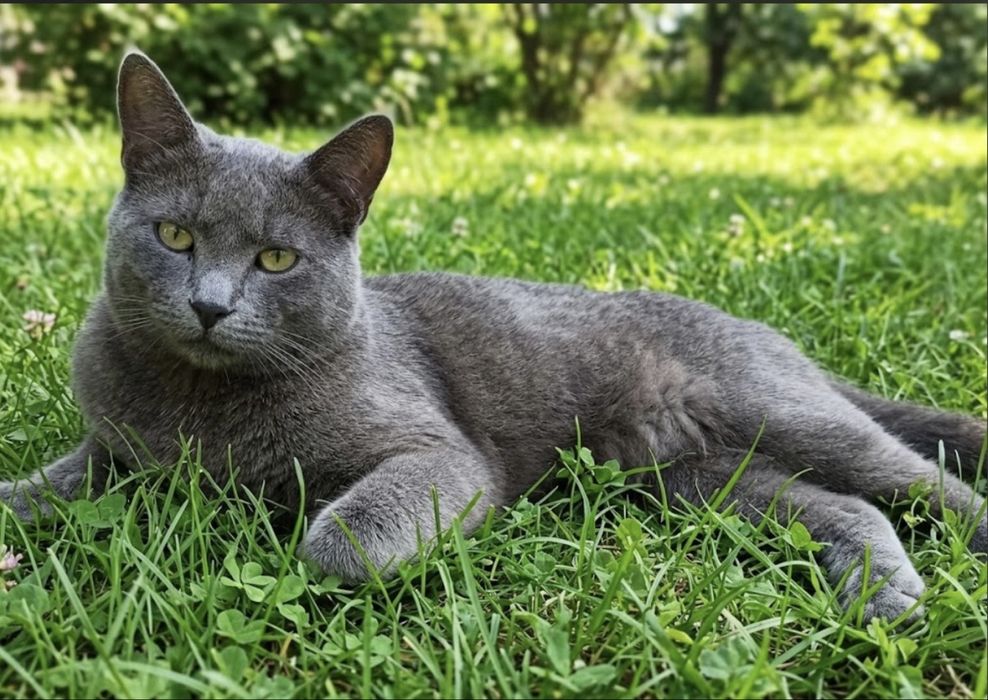 Отдам бесплатно кота британца