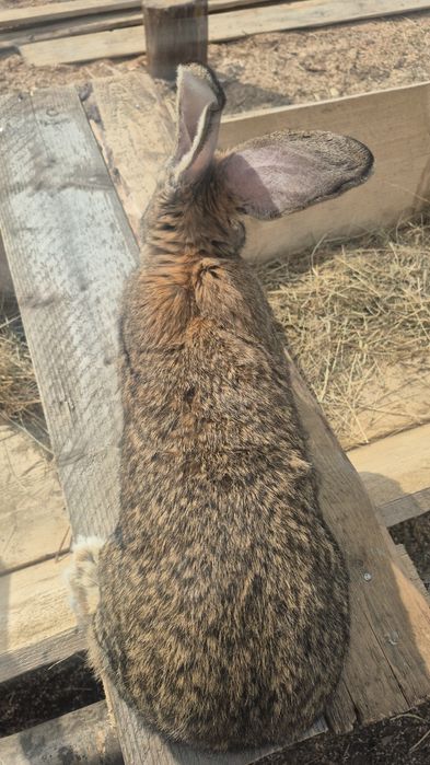 Femela uriaș german