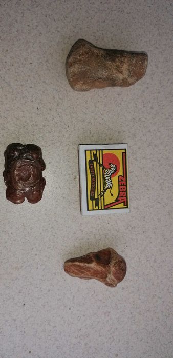 Фосили от морски бозайници