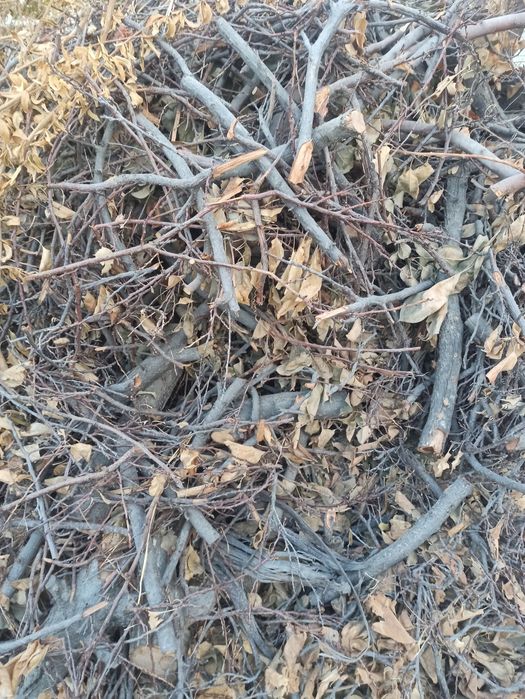 O'tin zaldori daraxtidan sotiladi