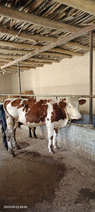 Smental sotiladi tozza qon