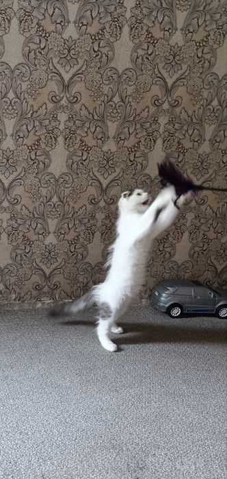 Продам вислоуха котёнка