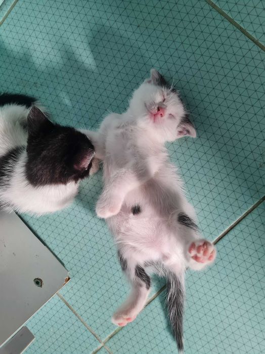 Котята вислоухие