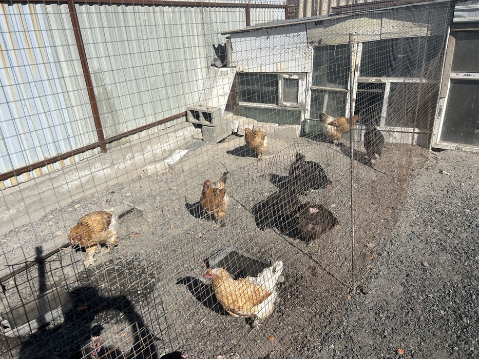 Инкубационные яйца