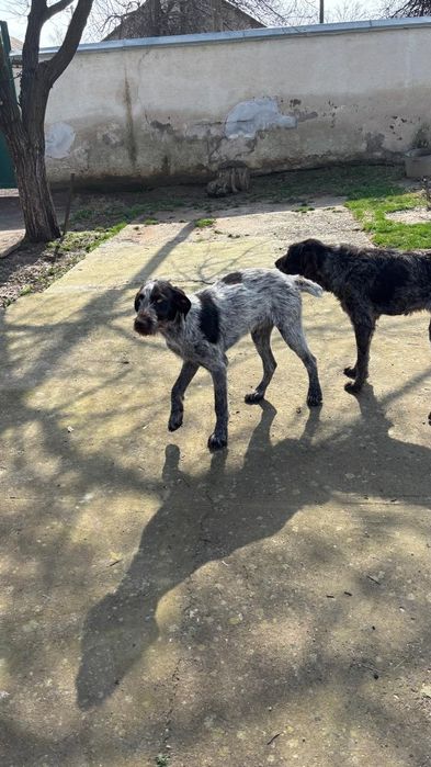 Дратхар сатылады