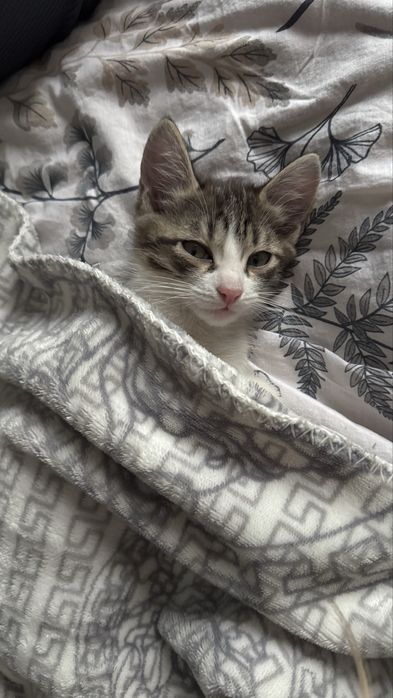 Отдам котят бесплатно
