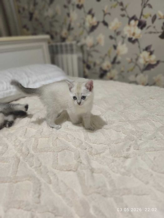 Продам котят британцы