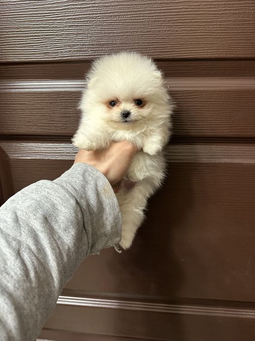 Мини Померан.