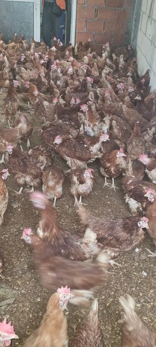 Puicuțe tinere crescute natural la sol - 20 lei