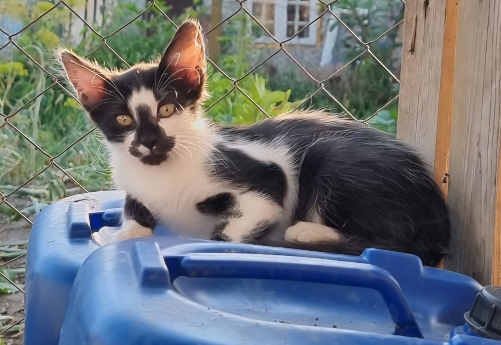 Dau spre adopție pui de pisica