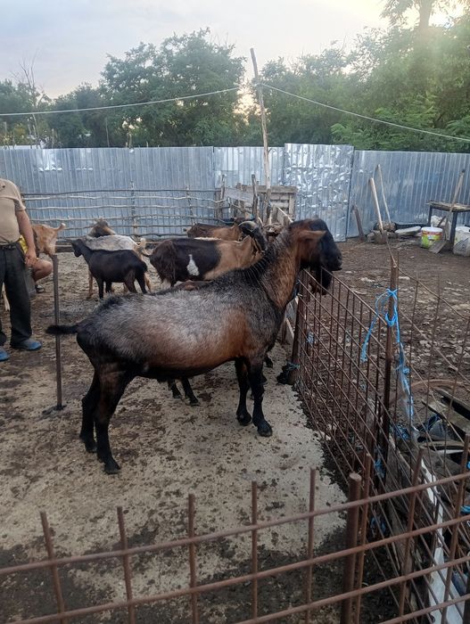 Vând țap alpin 1500lei negociabil