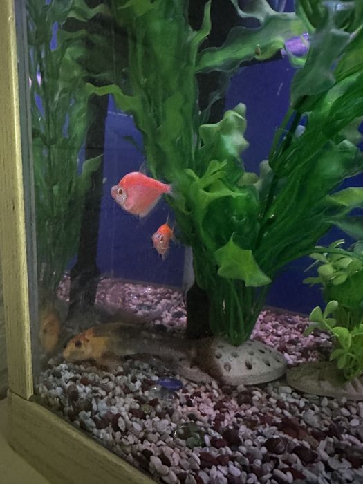 Аквариум с рыбками