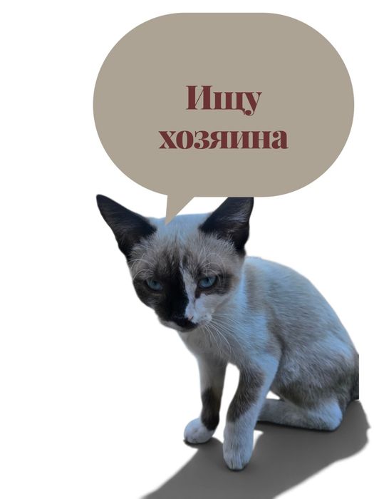 Очаровательный голубоглазый мальчик ищет Дом