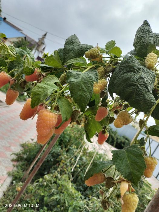 Продам саженцы малины ремонтантной