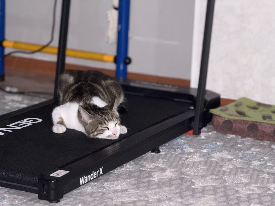 Котенок Baks $$$