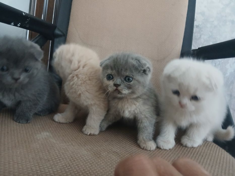 Zotdor mushuk bolalari