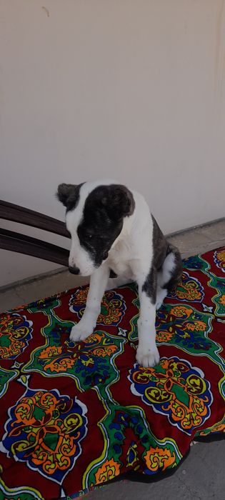 щенок сатылымда алабай