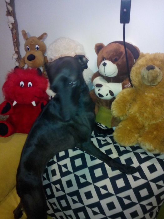 Малка италианска хрътка. Левретка