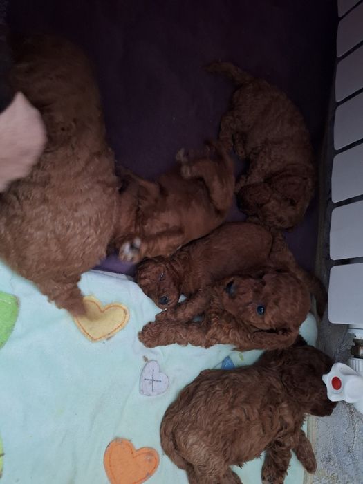 Готовяться на продажу красные щенки есть девочки и мальчики чки енки