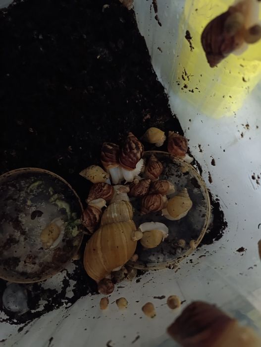 Продам Улиток ахотинов