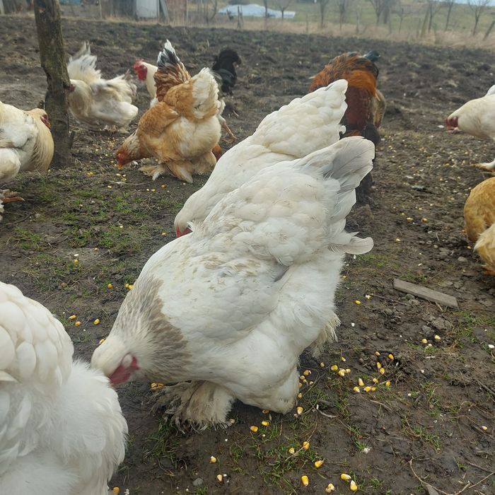 Cocoși și găini Brahma 10 luni – talie mare, pentru reproducere