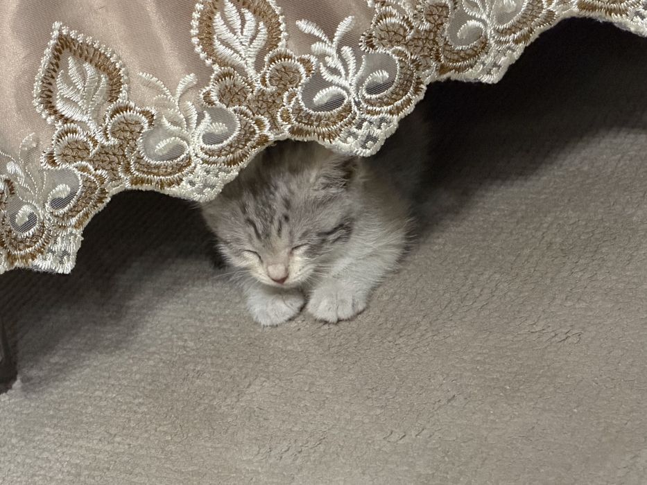ласковый котенок даром