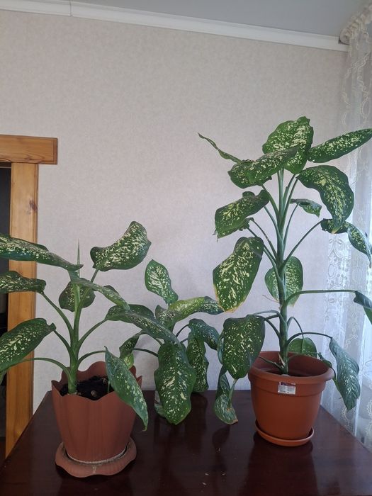 Продам домашнее растение Диффенбахия.Нкприхотливое растение.