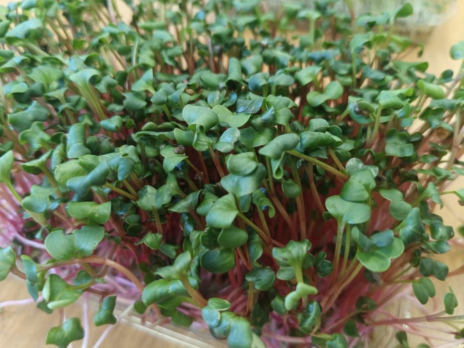 Распродажа зелени! Броколи! Руккола! Редис!