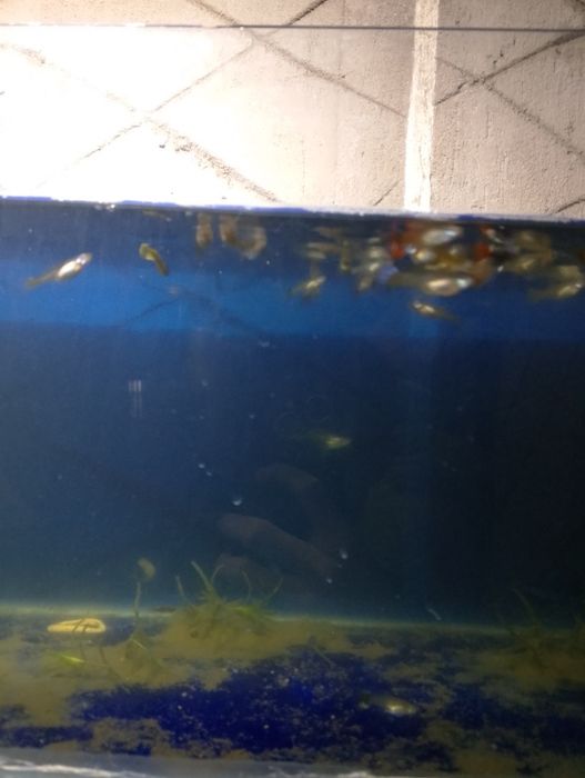 Akvarium baliqlar