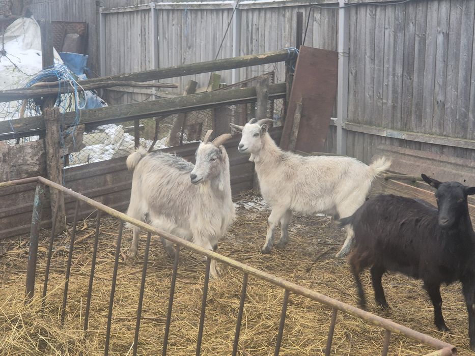 Vand      capre gestante