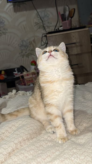 Британская шиншилла