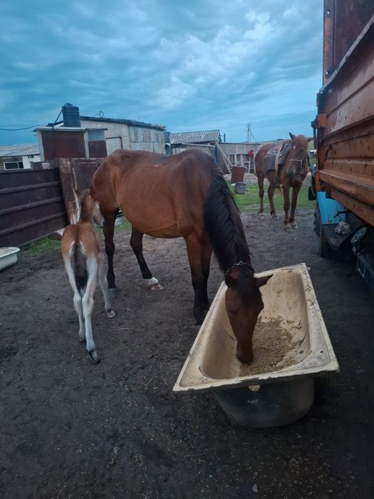 Продам кабыл с жеребенок, обучен сверху можно ездить
