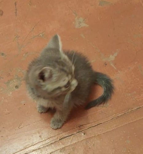 двухмесячный котенок  мальчик