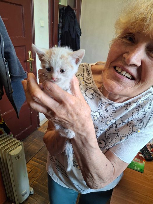 Котета на около 1-2 месеца в гр.София, Лозенец.  Бяло с оранжеви петънца също.