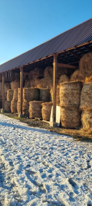 Baloti lucerna, producție 2025