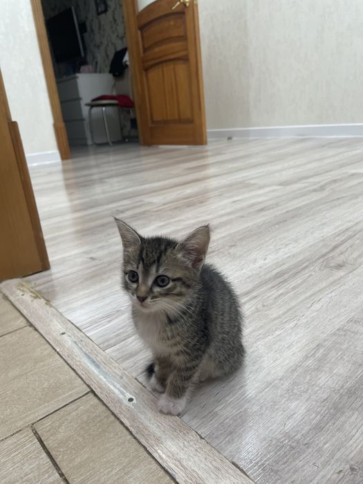 котенок девочка в добрые руки