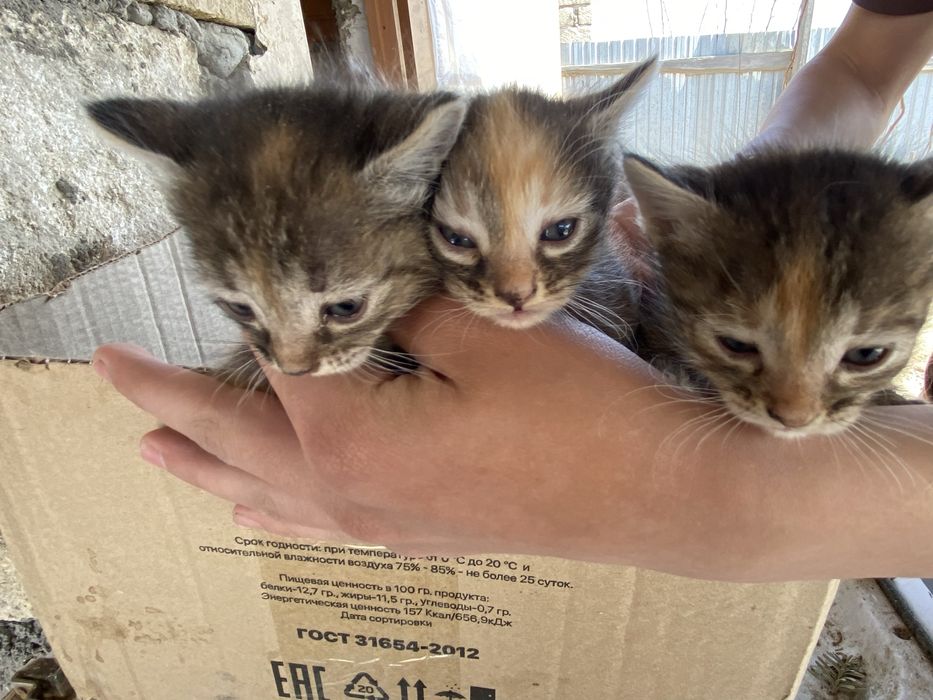 Котята в добрые руки