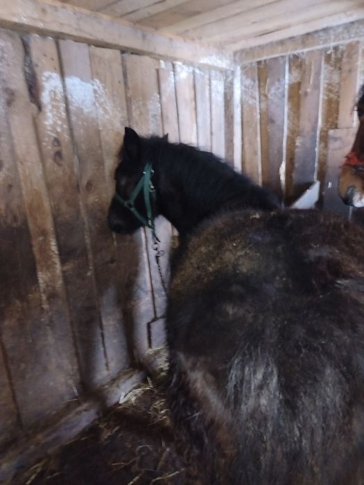 Mânz, 6 luni de vânzare