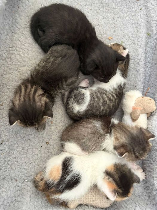 Ofer spre adopție 6pui  de pisica