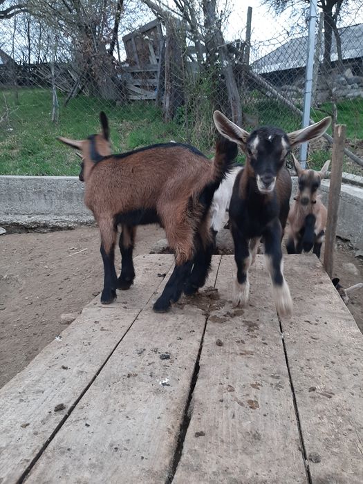 Iezi alpini francezi